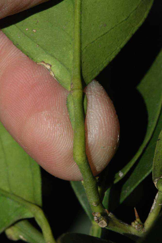              Petiole (Blanca Macetera, Riverside, CA)       